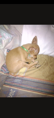 Hotel,pensión,guardería,hospedaje Para Todo Tipo De Mascotas