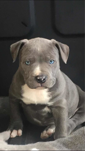 Cachorros American Pitbull Blue Blue