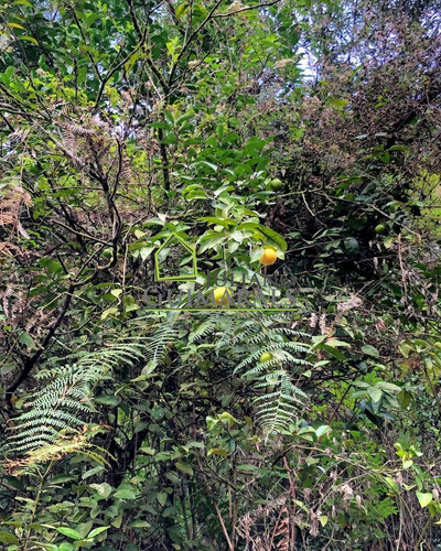 Imagem 10 de 30 de Rancho Queimado Sc - Lindo Terreno Á Venda Com 3 Hectares Em Residencial Fechado - Te00048 - 70795800