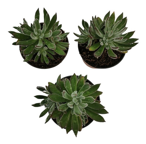 Echeveria Setosa Arrow Set 3 Pzas