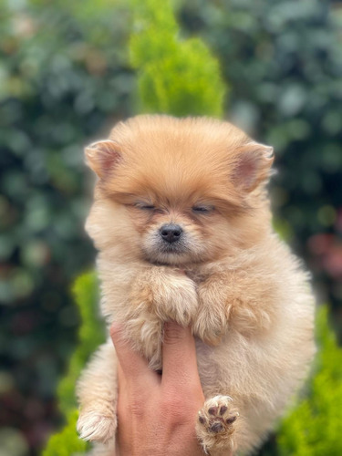 Cachorro Pomeranian Caramelo Pura Raza Medellín Animal Pets