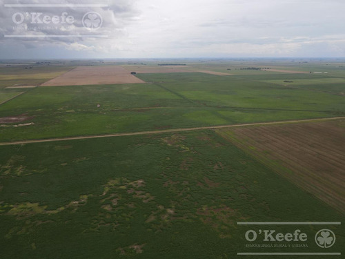 Imagen 9 de 16 de Campo 100% Agrícola - 1000 Has En General Lamadrid