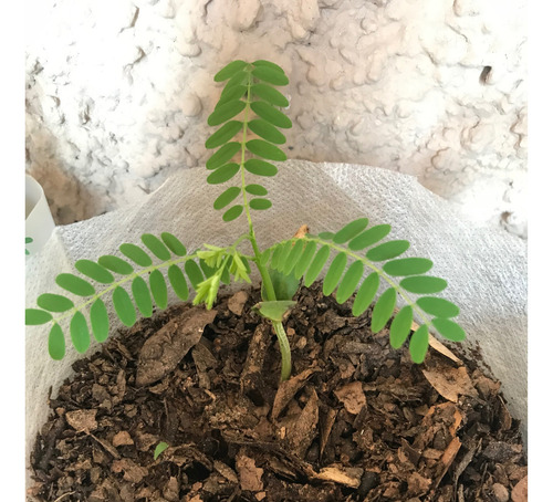 Semillas De Framboyán O Tabachin Con Manual De Germinacion