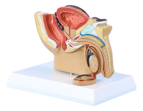 Modelo Urológico De Próstata Pélvica Masculina