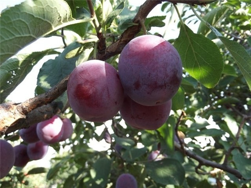 Ciruelo Moscatel( Arbol ) , Ciruela , 1,50m Morada