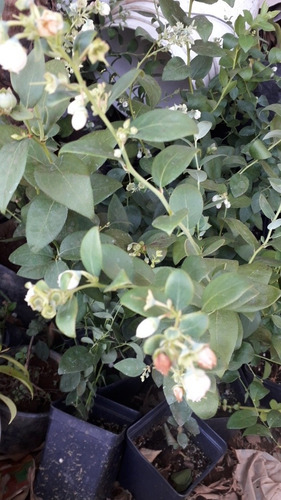 Imagen 1 de 2 de Plantas De Arándano Con Envío Paquetede5