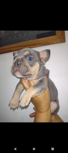 Bulldog Francés Blue Tan Ojitos Claros