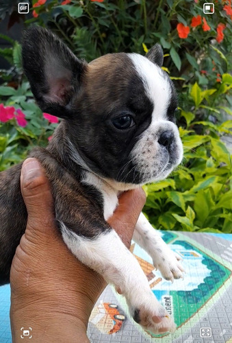 Cachorros Bull Dog Frances Café