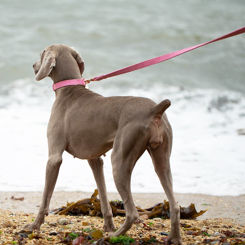 Dog Collar And Leash Set Dogwong Cotton Pink For Dog