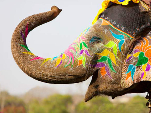 Diy 5d Pintura Elefante Animal Arte Africa Colorido Cruz