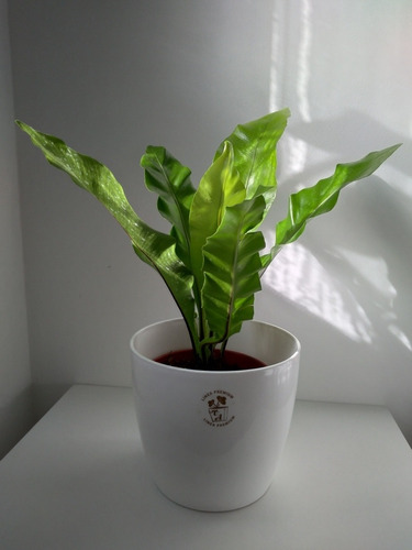 Combo Helecho Asplenium En Maceta Premium