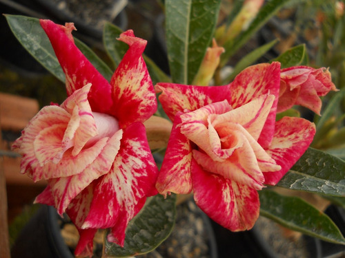 Kit 18 Sementes Rosas Do Deserto Tons Laranjas P Mudas