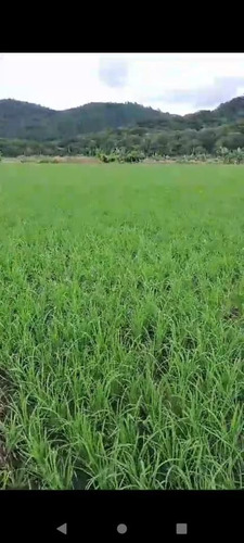 Se Vende Hermosa Finca De Arroz En Bonao