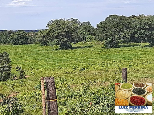 Imagem 4 de 15 de Fazenda À Venda No Vale Do Araguaia / Divinópolis - To - (dupla Aptidão) - 1705