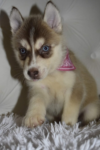 Imagen 3 de 10 de Siberiano Husky Manto Gris Y Negro