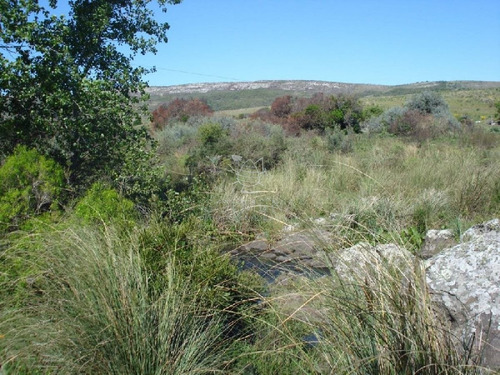 Imagen 7 de 18 de Campo 98 Has Con 2891 M2 En Carape Cuenta Con Costa De Arroyo.