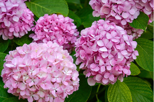 Hortensias