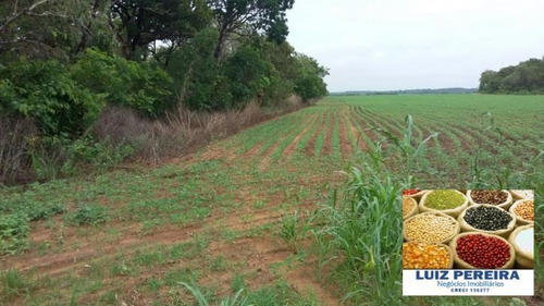 Imagem 7 de 8 de Fazenda A Venda Em Centenário - To, ( Agricultura ) - 590