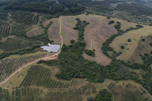 Imagen 11 de 30 de Campo Ovicola En Garzon - 212 Hectareas