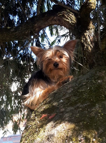 Yorkshire Terrier Macho, Para Monta.