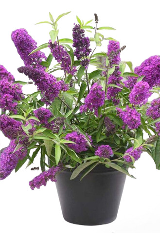 Buddleja Davidii, Atre Colibríes. 