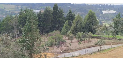 Rhbr-14718 (lote) (guarne)