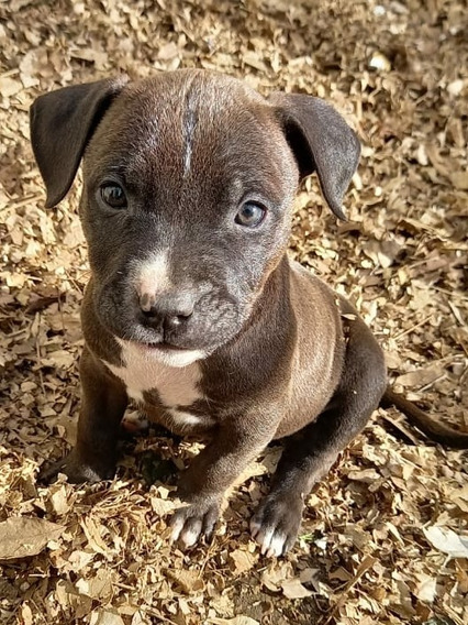 Pitbull Bebes Mercadolibre Com Ar Pitbull Bebes Mercadolibre Com Ar