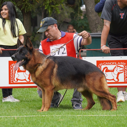 Apartado Cachorros Pastor Alemán Pedigree Selección Perros