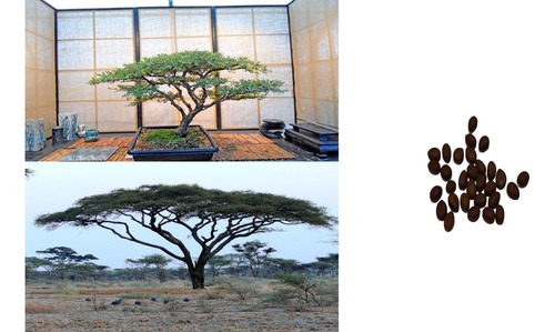 30 Semillas De Acacia Africana Bonsái O Crecimiento