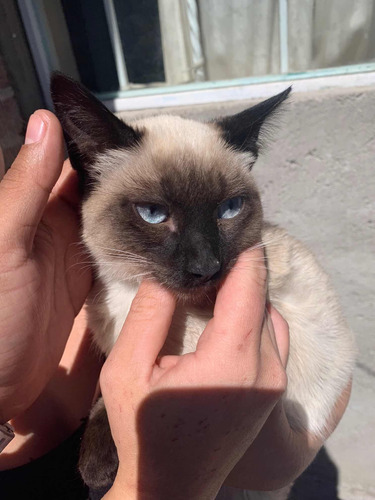 Gatos Siamés Hermosos