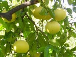 Pomelos, Arbol De - Amarillo,