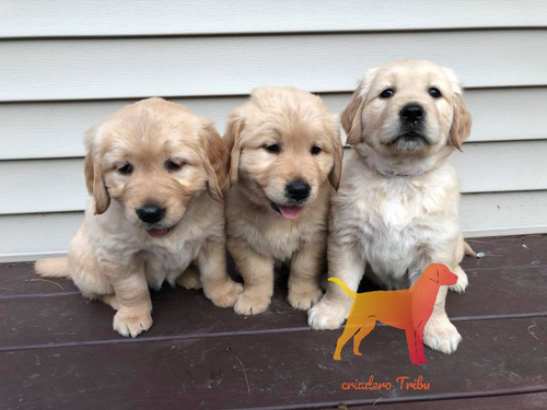Cachorros Puros En Criadero Tribu, Tambien Envios Soy Guada
