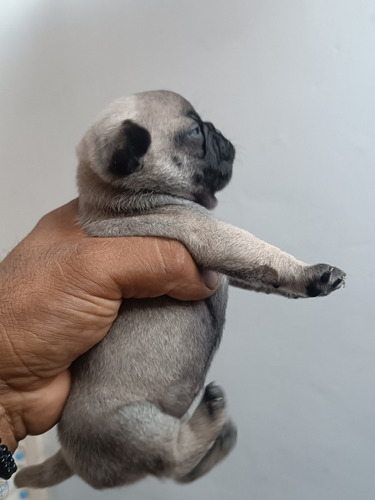 Perritos Pug 