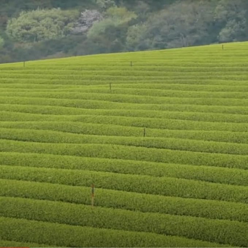 Té Matcha Con Yuzu Orgánico Japonés Matsushita. 15 Sobres.