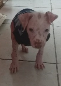 Imagen 9 de 10 de Perro Peruano Orquideas