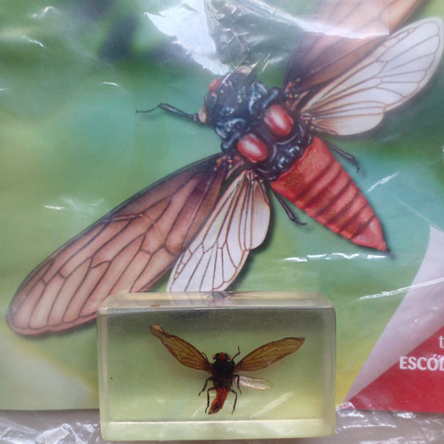 Fascículo + Bicho Coleccionable . Cigarra Indochina.