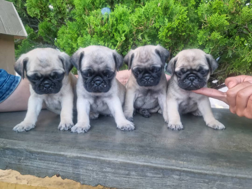 Cachorros Pug Carlino