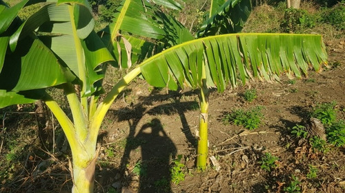 Imagen 8 de 30 de Se Vende Terreno Favorable Con Agua Y Luz Y Casita