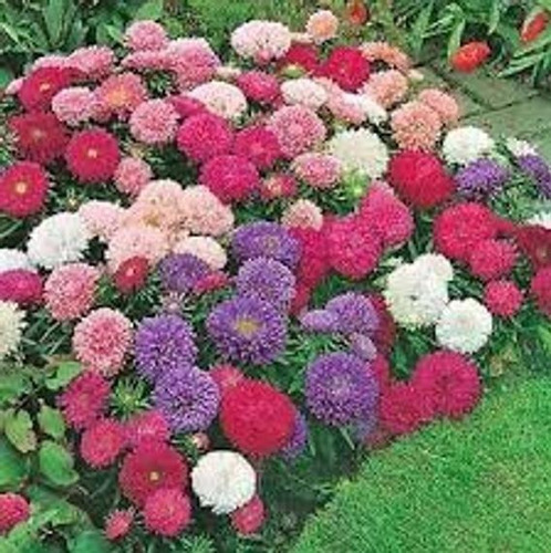 Semillas Aster Powder Puffs Mix Variedad De Colores 50