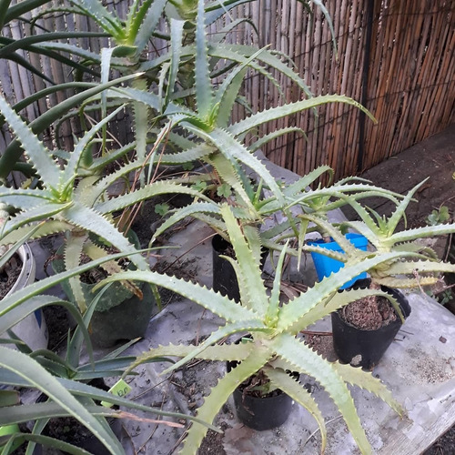Imagen 4 de 6 de Plantas De Aloe Arborescens Miller De Flor Roja