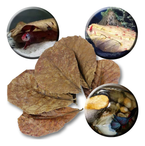 30 Folhas De Castanheira Para Esconderijo De Alevinos Peixes