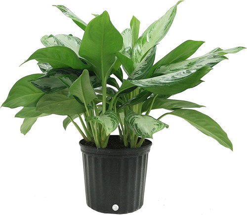 Aglaonema Chino Evergreen Live Planta De Interior, 30