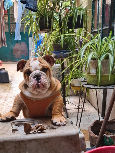 Imagen 8 de 10 de Bulldog Inglés Hembra / Cachorra De 3 Meses