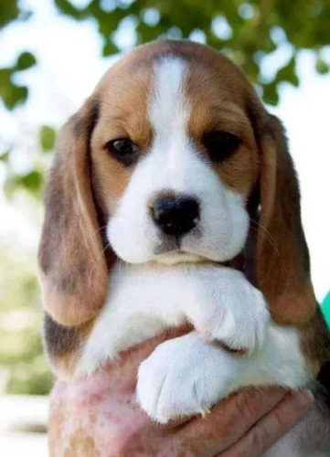Imagen 7 de 8 de Cachorros Beagles
