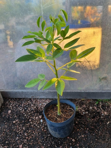 Árbol Ceibo Rojo!!