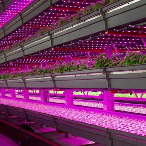 Imagen 9 de 10 de Powder Feeding Hybrids 125 Gr Green House
