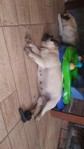 Pug Carlino  Bebes