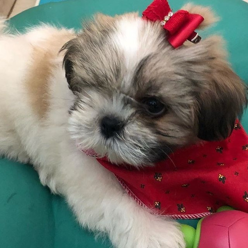 Shitzu Shih Tzu Venta Macho Venta Cachorro Colombia Medellin