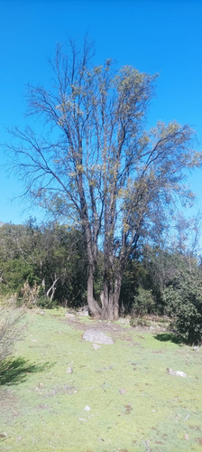 Vendo Terreno Plano En Km 17 Sub Cuesta La Dormida Olmue