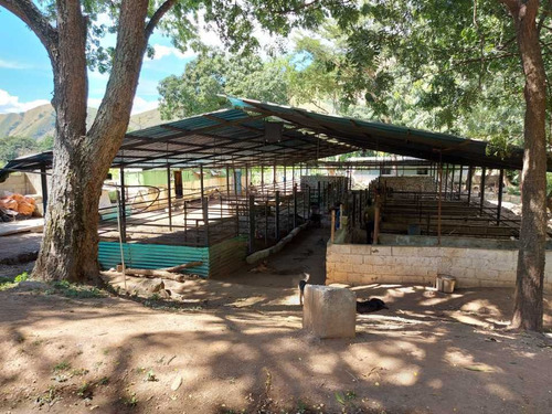 Imagen 20 de 29 de Finca Mixta + Manga De Coleo De 1 Ha En Guayabita En Turmero